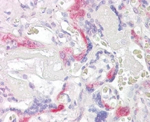 IHC testing of FFPE human placental tissue with PHLDA2 antibody at 4ug/ml. HIER: steamed with pH6 ci