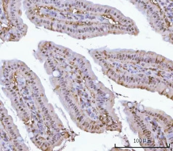IHC staining of FFPE mouse colon tissue with Proteasome 20S alpha 1 antibody. HIER: boil tissue sect