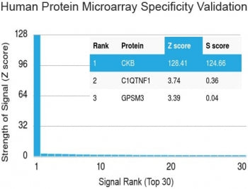 Protein array validation of the Creatine kinase B antibody: Analysis of HuProt(TM) microarray contai