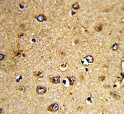 IHC testing of FFPE human brain tissue with HOMER3 antibody. HIER: steam section in pH6 citrate buff