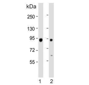 Western blot testing of human 1) A375 and 2) HepG2 cell lysate with ATG9A antibody. Expected molecul