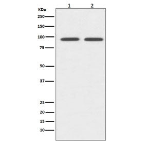 Western blot testing of 1) human Jurkat and 2) rat spleen lysate with CD19 antibody. Expected molecu