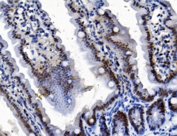 IHC staining of FFPE mouse intestine tissue with Pycard antibody. HIER: boil tissue sections in pH8 