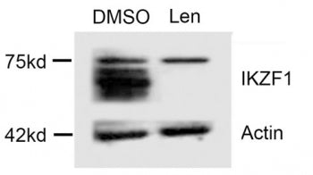 Western blot testing of lysate from multiple myeloma cells treated with DMSO (vehicle) or lenalidomi