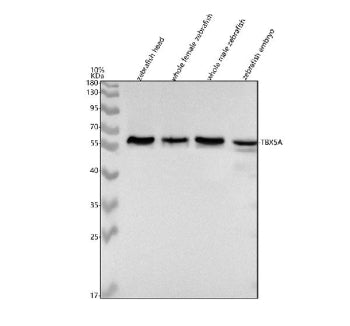 Western blot analysis of Tbx5a protein using Zebrafish Tbx5a antibody and 1) zebrafish head, 2) whol
