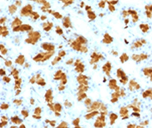 IHC testing of FFPE rat pancreas with Elastase 3B antibody (clone ELTS3B-2). FFPE staining requires 