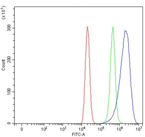 Flow cytometry testing of human ThP-1 cells with AMCase antibody at 1ug/million cells (blocked with 