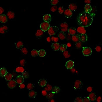 HLA-DPB1 Antibody (MHC II)