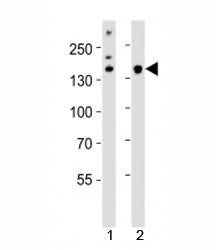 Kdm6b Antibody