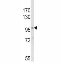 NLRP3 Antibody