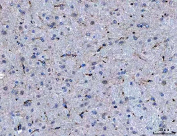 Semaphorin-4F Antibody / SEMA4F