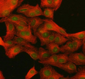 Immunofluorescent staining of FFPE human A549 cells with NUP133 antibody (green) and Beta Tubulin mA