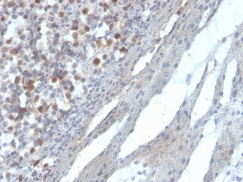 RAD51 Antibody