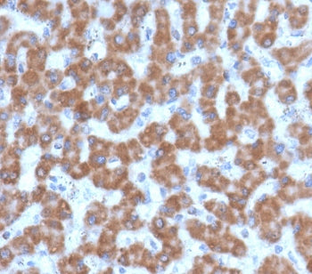 IHC testing of FFPE human liver tissue with PHB antibody (clone PBTN-1). Required HIER: boil tissue 