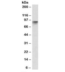 Western blot testing of human pancreas lysate with Neuroligin 2 antibody at 0.1ug/ml. Predicted mole