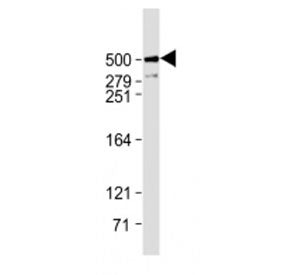 Western blot testing of Plectin antibody at 1:1000 + human U-2OS cell lysate. Predicted molecular we