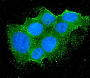 Bid Antibody