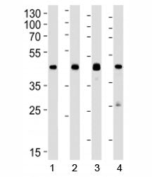 CREB1 Antibody