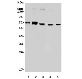 Western blot testing of human 1) HeLa, 2) HepG2, 3) K562, 4) Raji and 5) mouse NIH 3T3 lysate with S