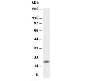Western blot testing of 0.5ng/lane of mouse TNFa recombinant protein with mouse TNF alpha antibody a