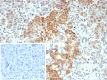 IHC staining of FFPE human pancreas tissue with INSM-1 antibody (clone INSM1/8122R). HIER: boil tiss