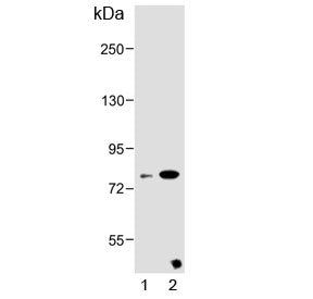 Western blot testing of 1) mouse liver and 2) rat liver lysate with ZBTB24 antibody. Predicted molec