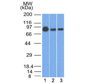 Beta Catenin Antibody