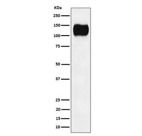ICAM-3 Antibody / CD50