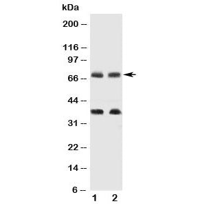 GAT-1 Antibody