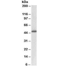 Western blot testing of human prostate lysate with ACPP antibody at 0.3ug/ml. Expected molecular wei