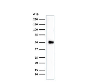 CD2 Antibody