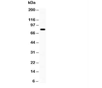 Western blot testing of FE65 antibody and mouse brain lysate. Predicted molecular weight: ~77kDa; th