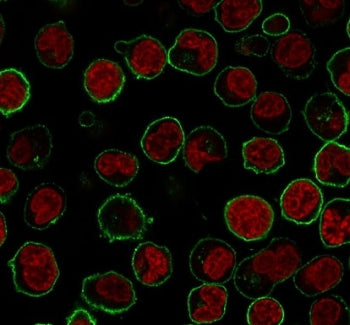 Immunofluorescence staining of PFA-fixed human Raji cells with CD45RB antibody (clone CDLA45RB-2R, g
