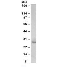 Western blot testing of human prostate lysate with p27Kip1 antibody at 0.1ug/ml. Predicted molecular