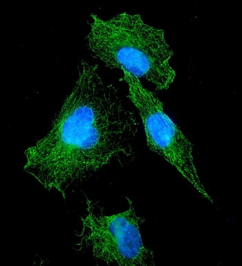 Immunofluorescent staining of FFPE human A549 cells with VEGFR1 antibody (green) and DAPI nuclear st