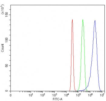 DLL4 Antibody / Delta-like protein 4