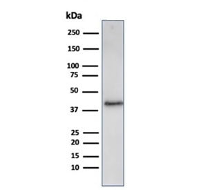 Filaggrin Antibody