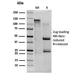 SDS-PAGE analysis of purified, BSA-free CD80 antibody (clone C80/1608) as confirmation of integrity 