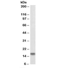 AIF-1 Antibody [Biotin Conjugate]