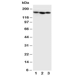 Collagen IV Antibody / COL4A1
