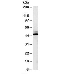 Western blot testing of human liver lysate with beta-2-Adrenergic receptor antibody at 0.2ug/ml. Pre