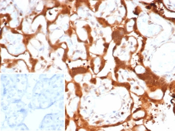 IHC staining of FFPE human placental tissue with S100 calcium binding protein A11 antibody (clone S1