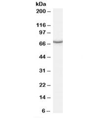 Western blot testing of human kidney lysate with PCK1 antibody at 0.5ug/ml. Predicted molecular weig