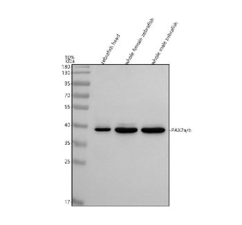 Western blot analysis of Pax2 protein using Zebrafish Pax2 antibody and 1) zebrafish head, 2) whole 