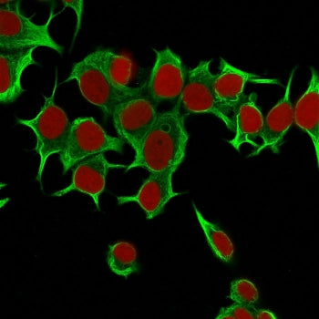 Immunofluorescent staining of MeOH fixed human MCF7 cells with KRT19 antibody (clone Ks19.1, green) 