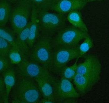 MIF Antibody