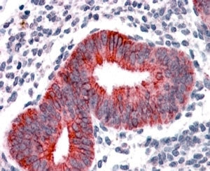 VPS29 Antibody