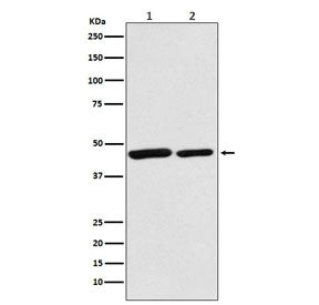 Western blot testing of 1) human HeLa and 2) mouse spleen lysate with Citrate synthase antibody. Pre