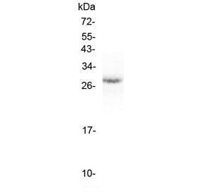 Western blot testing of mouse small intestine lysate with Erythropoietin antibody at 0.5ug/ml. Predi