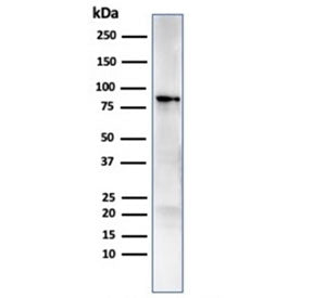 HSP90 beta Antibody / HSP90AB1